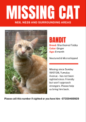 Lost Male Cat last seen Wallsend, Tyne and Wear, England 