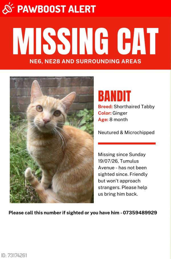 Lost Male Cat last seen Wallsend, Tyne and Wear, England 