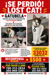 Lost Female Cat last seen Near Sw 142th Ave, 33032, Homestead, FL 33032
