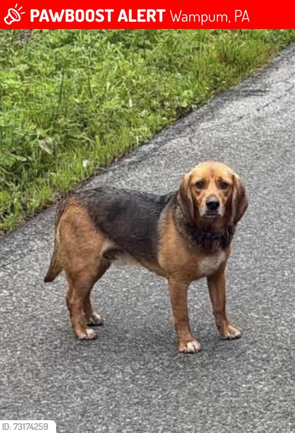 Lost Male Dog last seen River road, Wampum, PA 16157