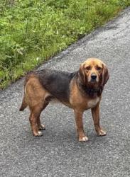 Lost Male Dog last seen River road, Wampum, PA 16157