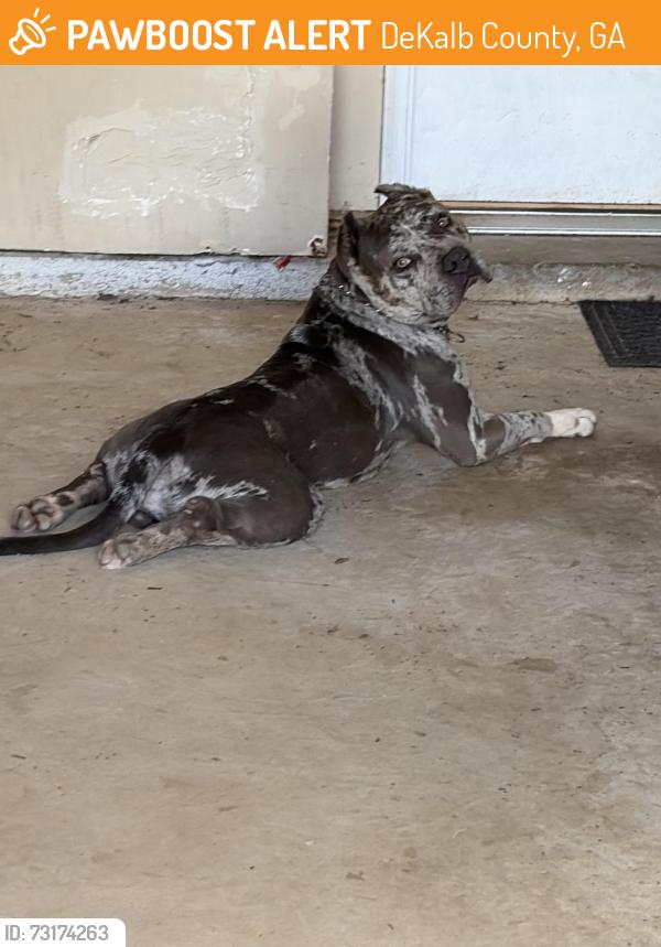 Found/Stray Male Dog last seen Stephenson rd, DeKalb County, GA 30087