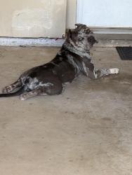 Found/Stray Male Dog last seen Stephenson rd, DeKalb County, GA 30087