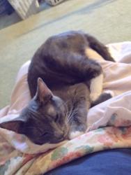 Lost Male Cat last seen Maracco/Chicken Foot Rd, Hope Mills, NC 28348