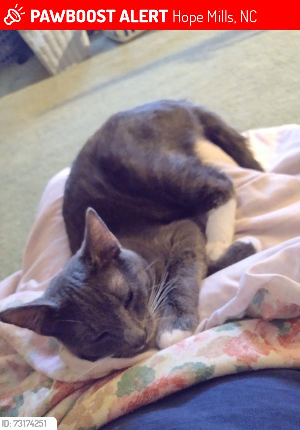 Lost Male Cat last seen Maracco/Chicken Foot Rd, Hope Mills, NC 28348
