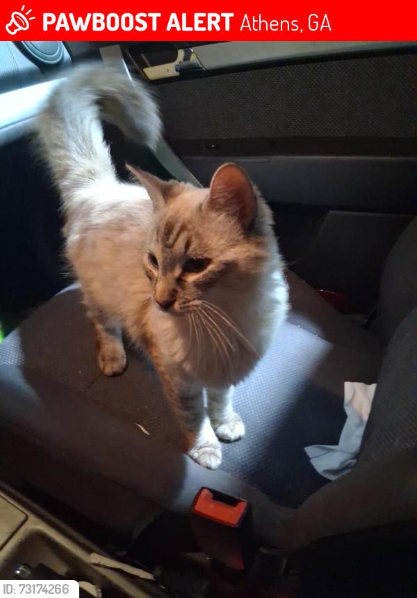 Lost Female Cat last seen Chevron hwy 441, Athens, GA 30607
