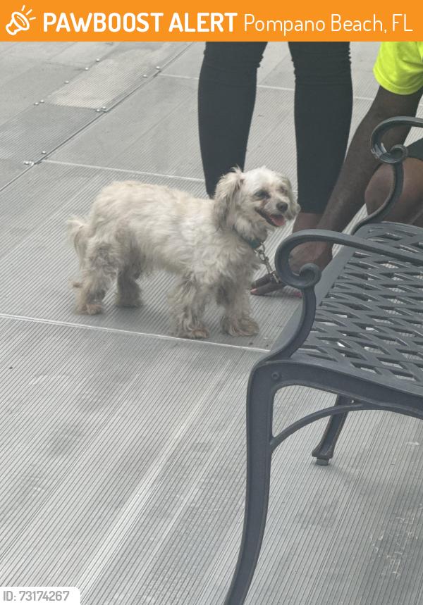 Found/Stray Male Dog last seen Sw 10th street and 3rd ave, Pompano Beach, FL 33060