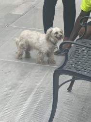 Found/Stray Male Dog last seen Sw 10th street and 3rd ave, Pompano Beach, FL 33060