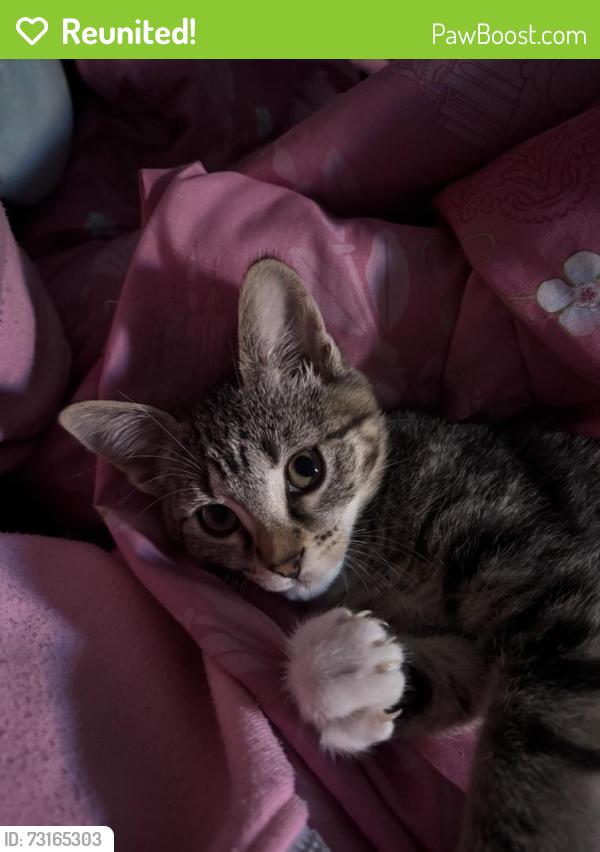 Reunited Female Cat last seen Near Rue Armel, Montréal, QC H8N 1L4