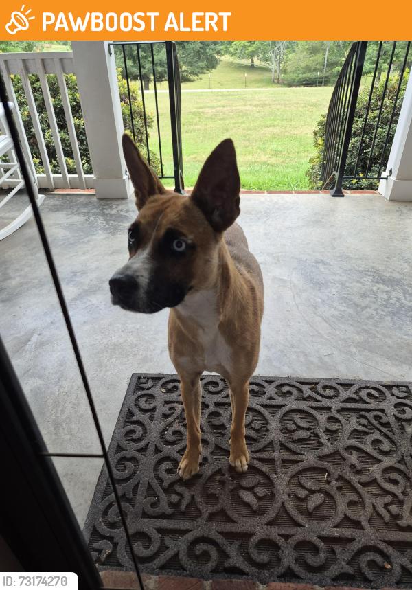 Found/Stray Unknown Dog last seen Flatwoods, Spartanburg County, SC 29307