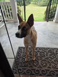 Found/Stray Unknown Dog last seen Flatwoods, Spartanburg County, SC 29307