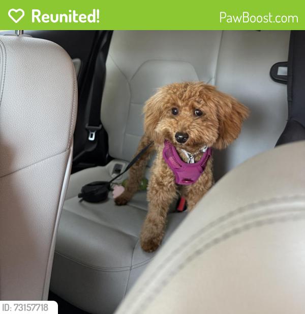 Reunited Female Dog last seen Hawthorne Road B44 near Tesco, West Midlands, England 