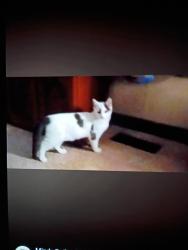Lost Male Cat last seen Shade community center, lodi general store, Shade, OH 45776