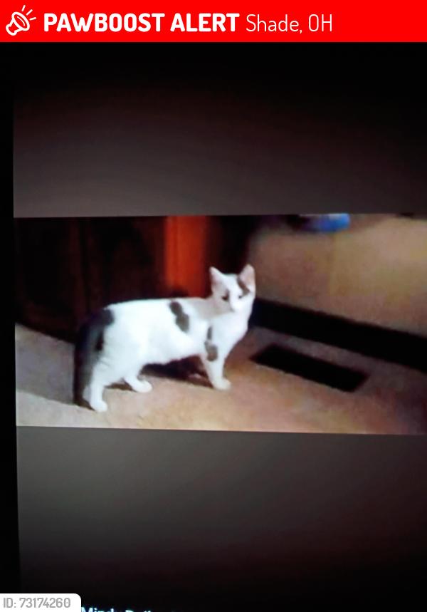 Lost Male Cat last seen Shade community center, lodi general store, Shade, OH 45776