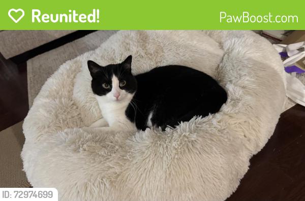 Reunited Male Cat last seen Lifetime gym parking lot, Orland Park, IL 60467