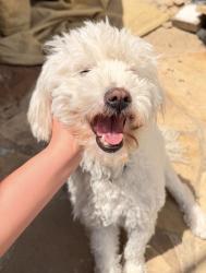 Reunited Female Dog last seen vancouver dr, Dallas, TX 75229