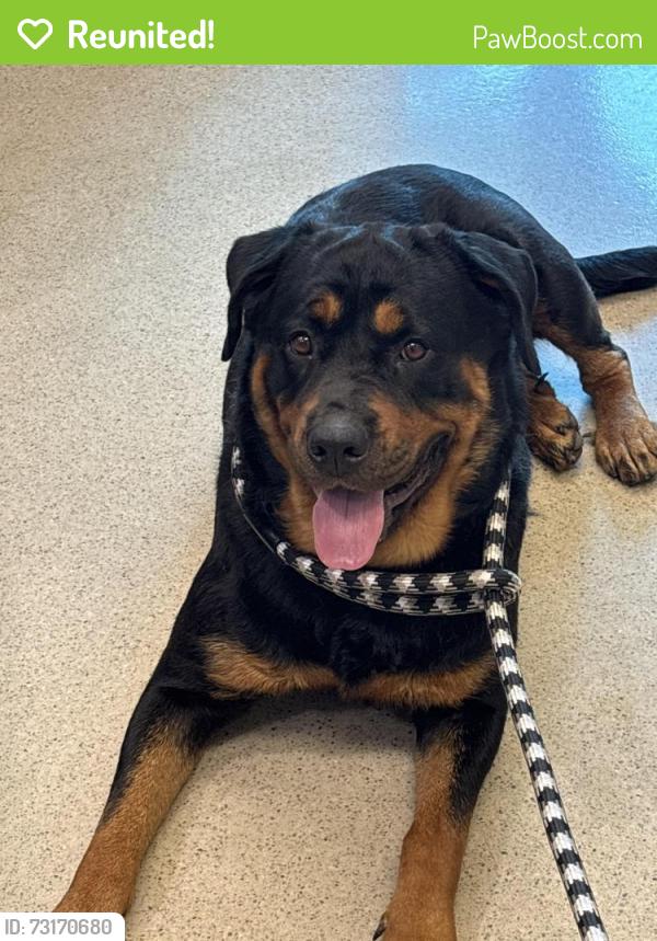 Reunited Female Dog last seen Near pine street manassas va 20111, Manassas, VA 20111