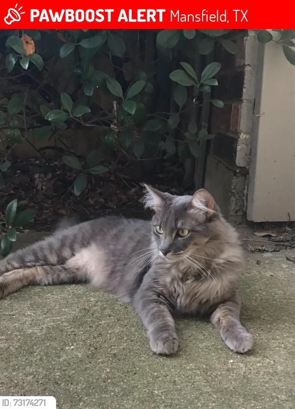 Lost Male Cat last seen Clover Hill & Westminster, Mansfield, TX 76063