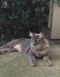Lost Male Cat last seen Clover Hill & Westminster, Mansfield, TX 76063