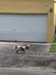Found/Stray Unknown Dog last seen NW 10th ave, Miami, FL 33166