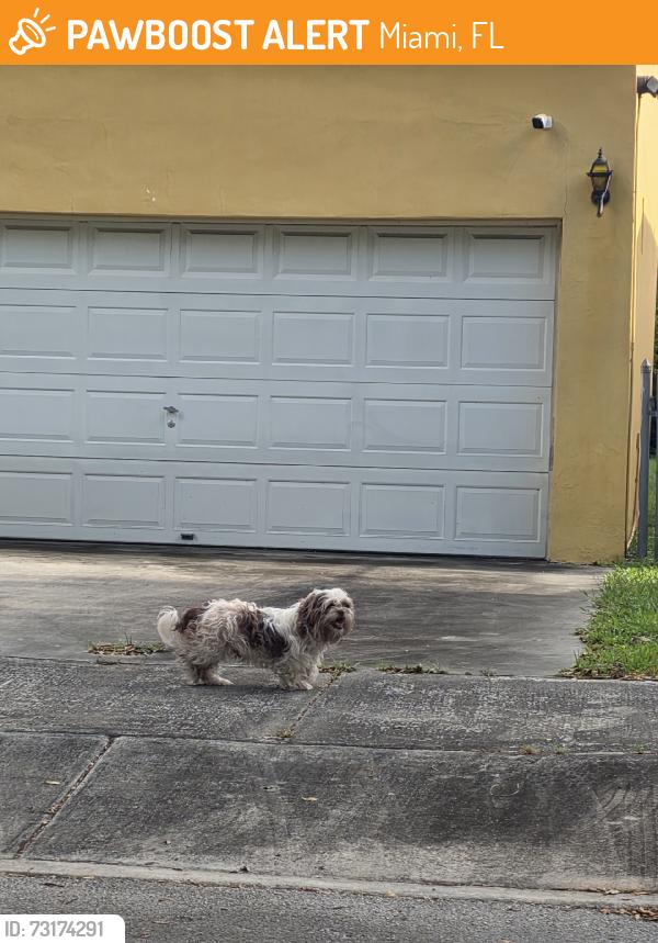 Found/Stray Unknown Dog last seen NW 10th ave, Miami, FL 33166