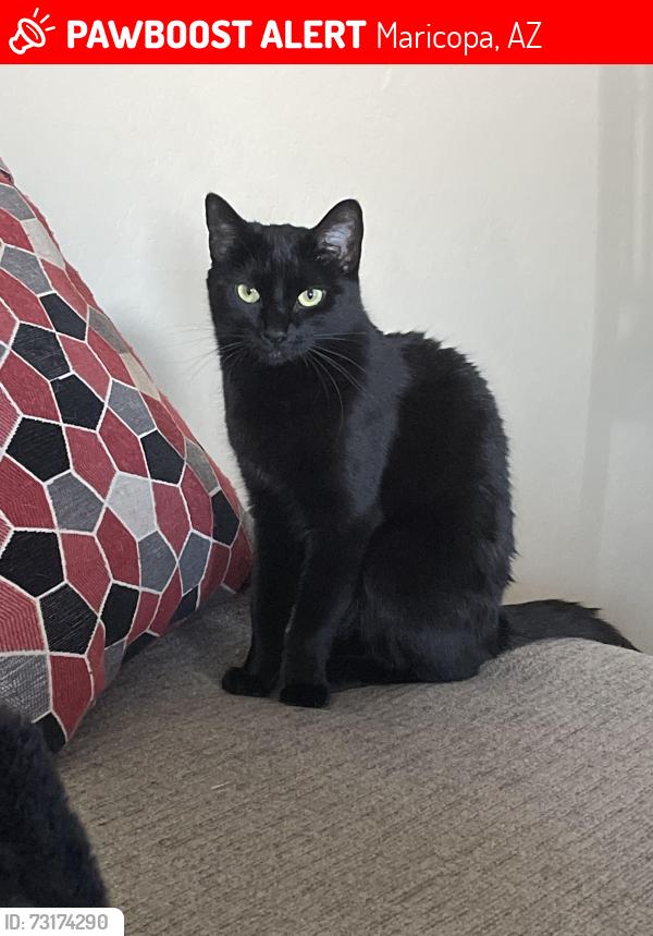 Lost Female Cat last seen Dante Ct and Iron Point Rd, Maricopa, AZ 85138