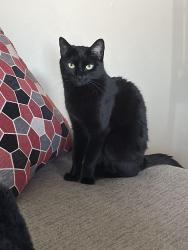 Lost Female Cat last seen Dante Ct and Iron Point Rd, Maricopa, AZ 85138