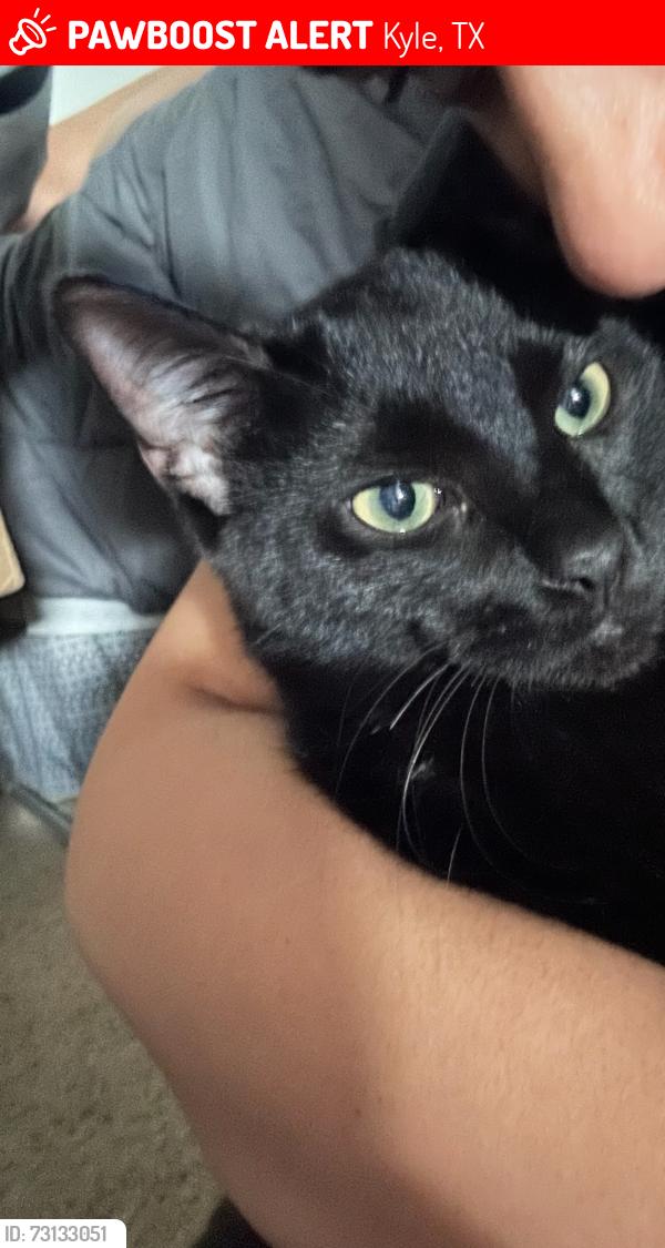 Lost Male Cat last seen Bunny Trl in the Trails Subdivision in Kyle, Tx, Kyle, TX 78640