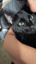 Lost Male Cat last seen Bunny Trl in the Trails Subdivision in Kyle, Tx, Kyle, TX 78640