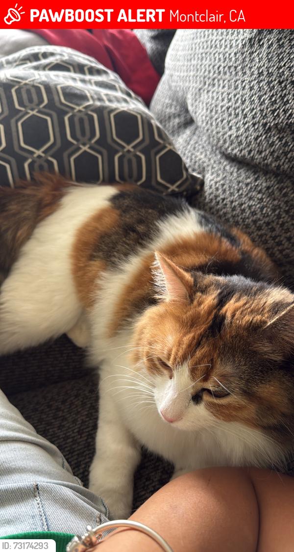 Lost Female Cat last seen Near, Montclair, CA 91763