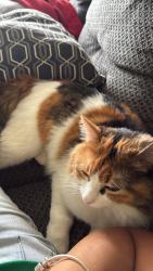 Lost Female Cat last seen Near, Montclair, CA 91763