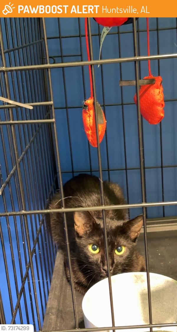 Found/Stray Unknown Cat last seen University and paramount drive found in the toast it iz parking lot, Huntsville, AL 35806