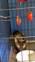 Found/Stray Unknown Cat last seen University and paramount drive found in the toast it iz parking lot, Huntsville, AL 35806