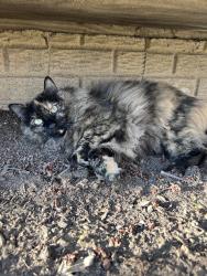 Lost Female Cat last seen Fayburrow Dr and Dewfall Dr, Sunbury, OH 43074
