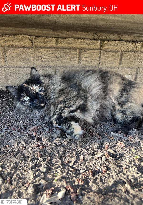 Lost Female Cat last seen Fayburrow Dr and Dewfall Dr, Sunbury, OH 43074