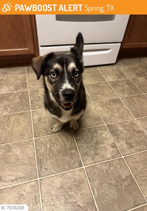 Found/Stray Male Dog last seen Near I-45 Spring, TX 77373 United States, Spring, TX 77373