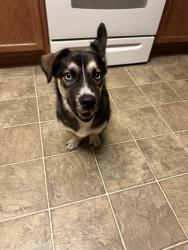 Found/Stray Male Dog last seen Near I-45 Spring, TX 77373 United States, Spring, TX 77373