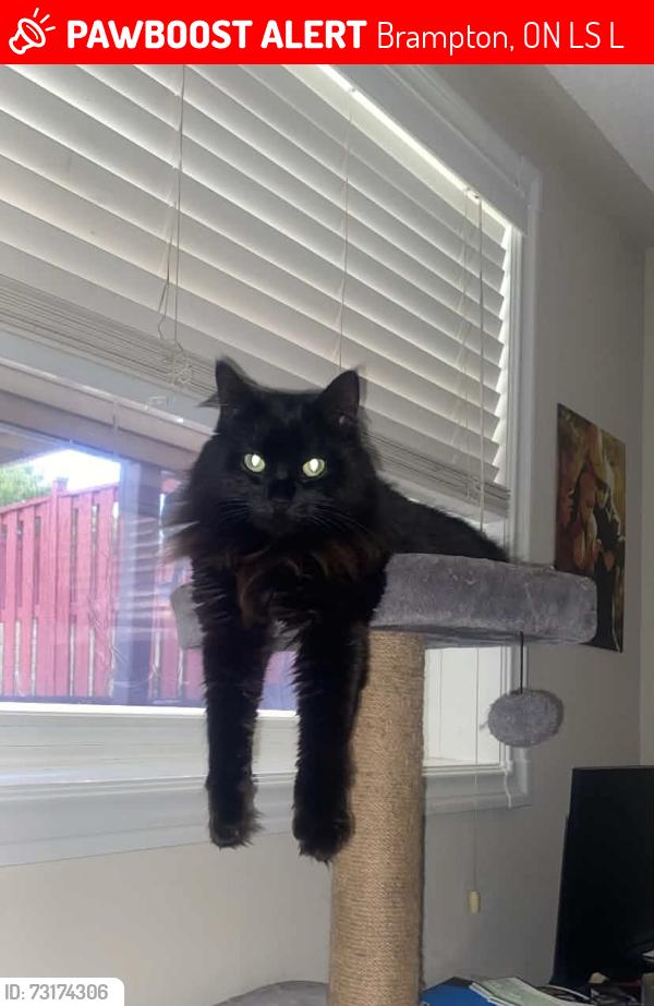 Lost Female Cat last seen Slipneedle St & Raccoon St, Brampton, ON L6S 6L5