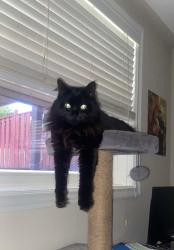 Lost Female Cat last seen Slipneedle St & Raccoon St, Brampton, ON L6S 6L5
