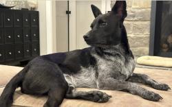 Lost Female Dog last seen Rose Airy Lane (across the hwy from Blandy/Arboretum), Clarke County, VA 22620