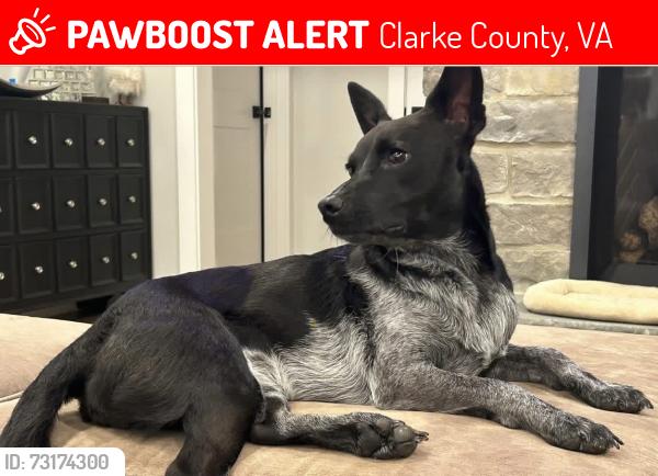 Lost Female Dog last seen Rose Airy Lane (across the hwy from Blandy/Arboretum), Clarke County, VA 22620