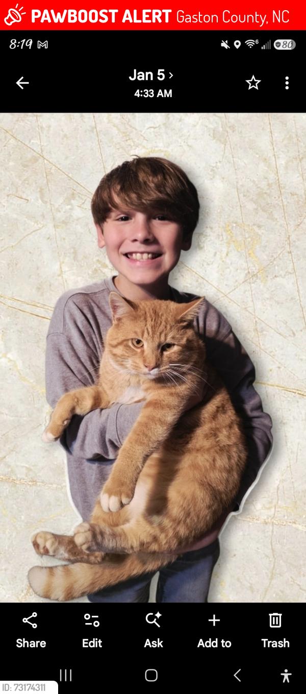 Lost Male Cat last seen Dallas cherryville hwy, Gaston County, NC 28016