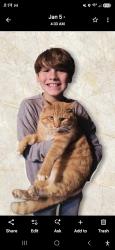 Lost Male Cat last seen Dallas cherryville hwy, Gaston County, NC 28016