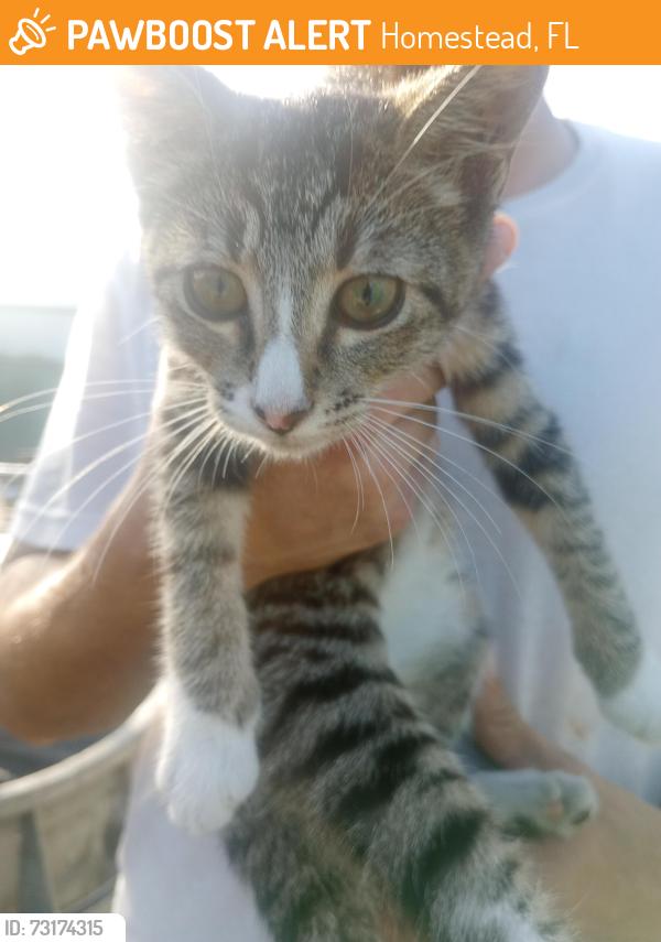 Found/Stray Unknown Cat last seen NW 9 Ct, Homestead, FL 33030