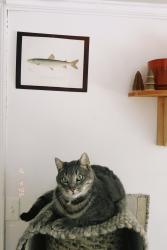 Lost Male Cat last seen East Hill Road, Middlesex, VT, Middlesex, VT 05602