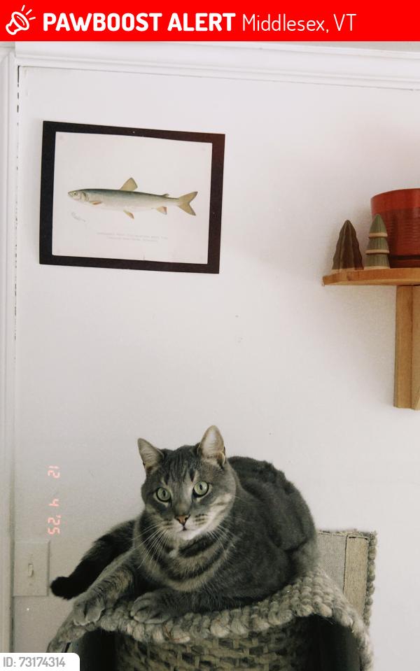 Lost Male Cat last seen East Hill Road, Middlesex, VT, Middlesex, VT 05602