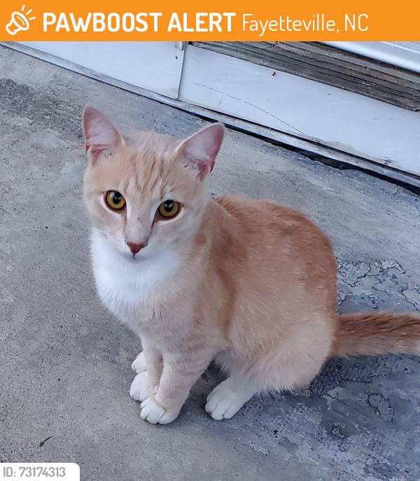 Found/Stray Male Cat last seen Bragg Boulevard, Fayetteville, NC 28303