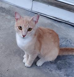 Found/Stray Male Cat last seen Bragg Boulevard, Fayetteville, NC 28303