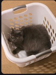 Reunited Female Cat last seen Home near Adams elementary, Boise, ID 83706