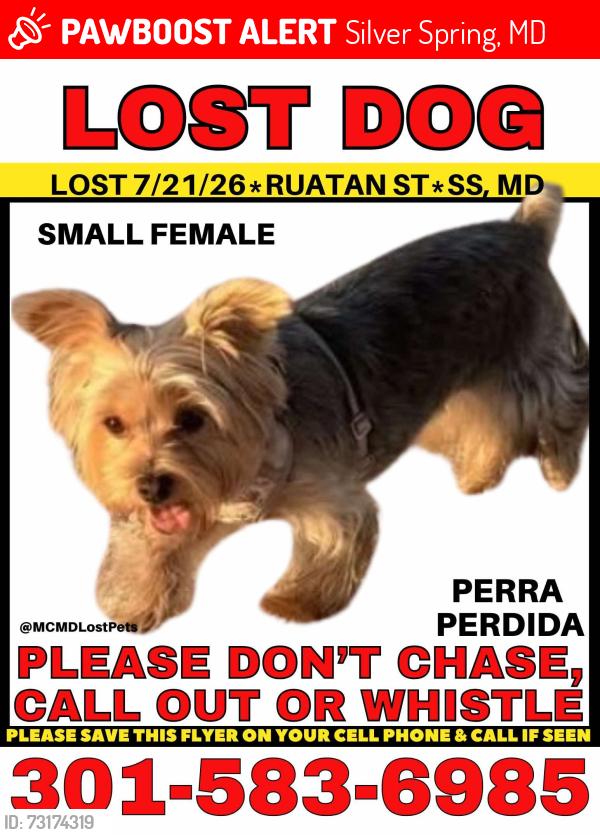 Lost Female Dog last seen Near Ruatan st silver spring y quería md 20903, Silver Spring, MD 20903